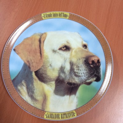 labrador retriever